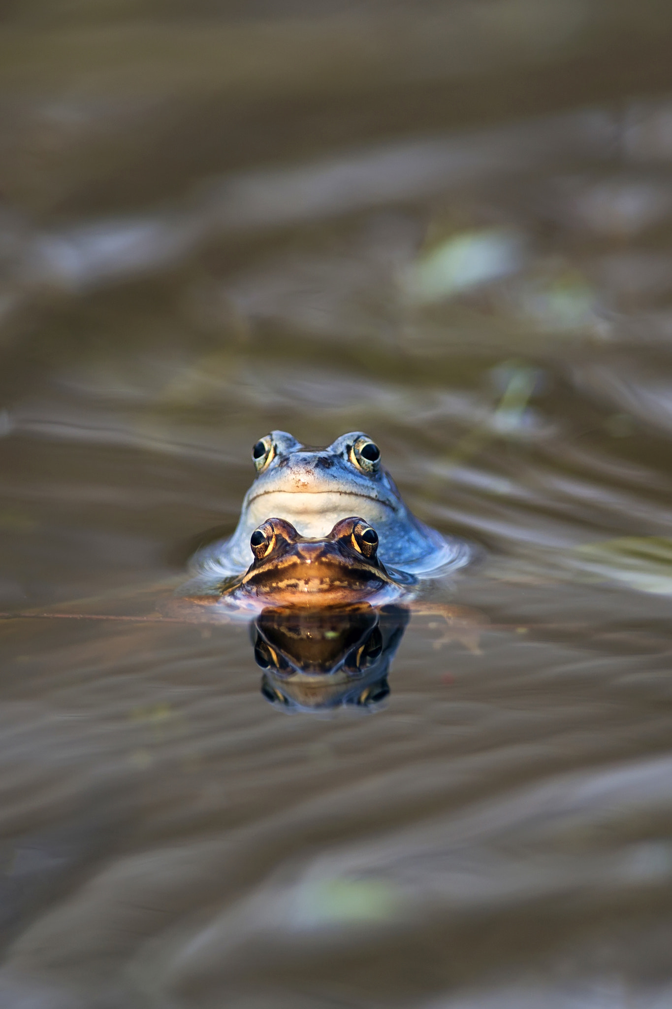 Moor Frog - Mating