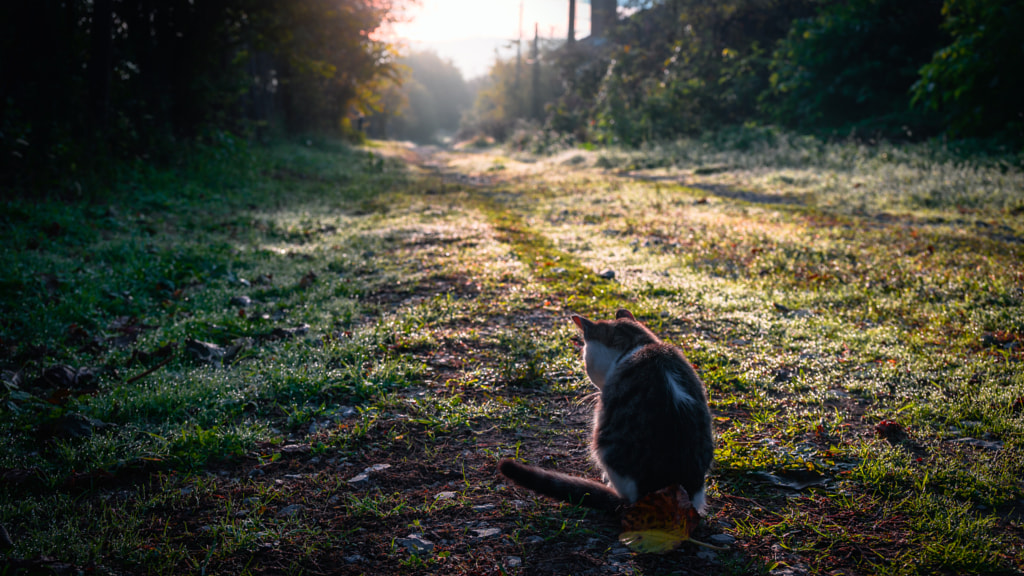 Kiity admiring the sunrise by Milen Mladenov on 500px.com