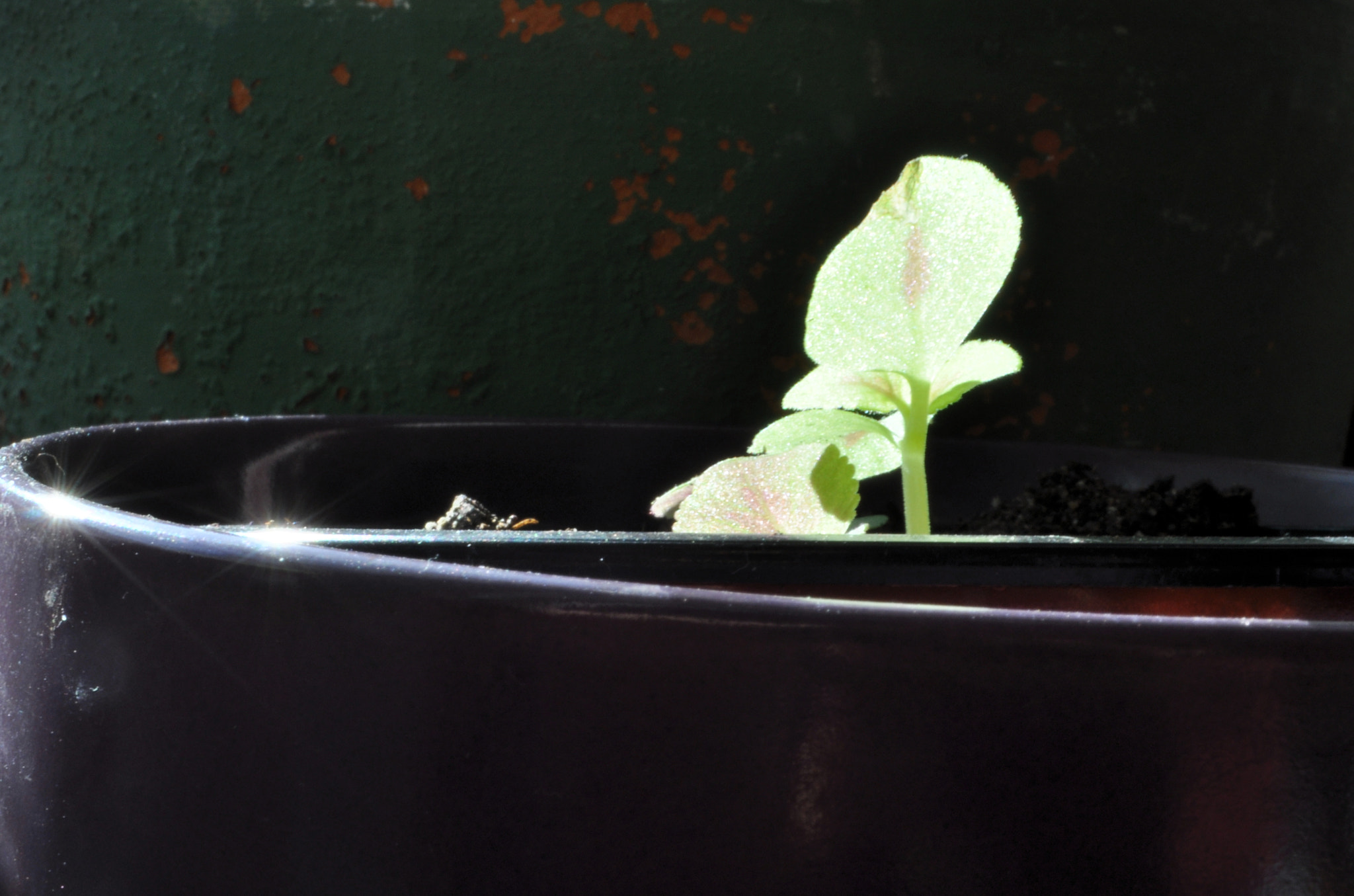 soft houseplant in the soft spring light