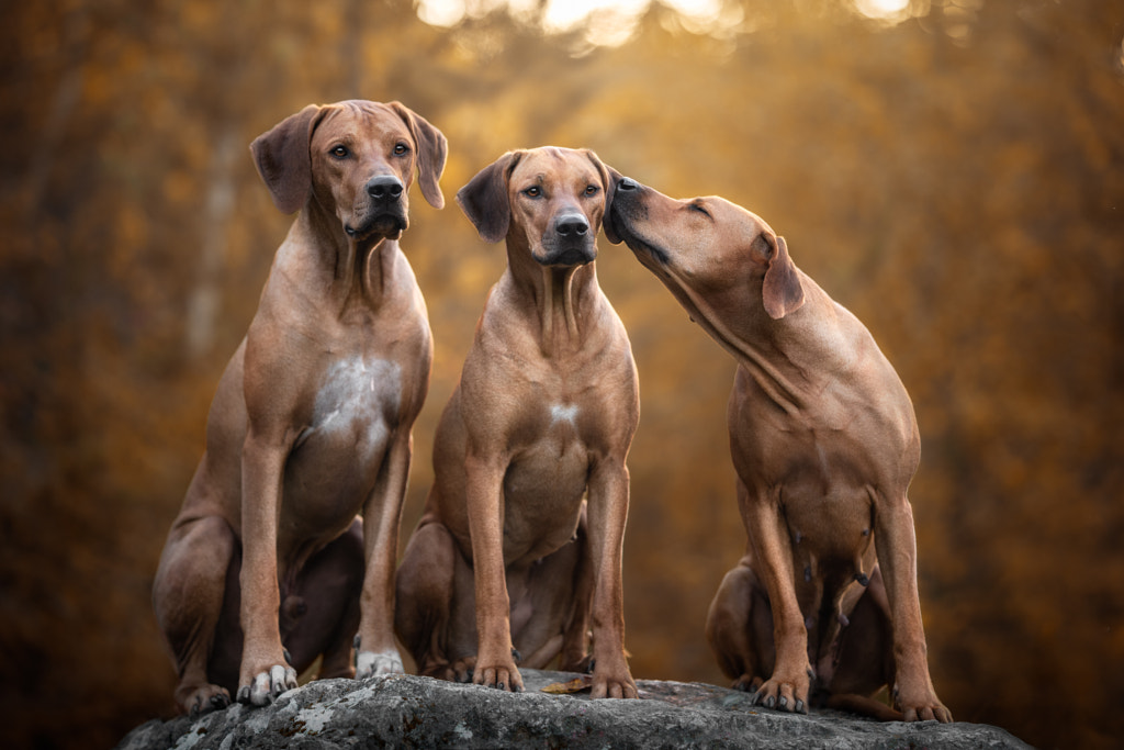 Portrait of dogs sitting on rock by Iza ?yso? on 500px.com