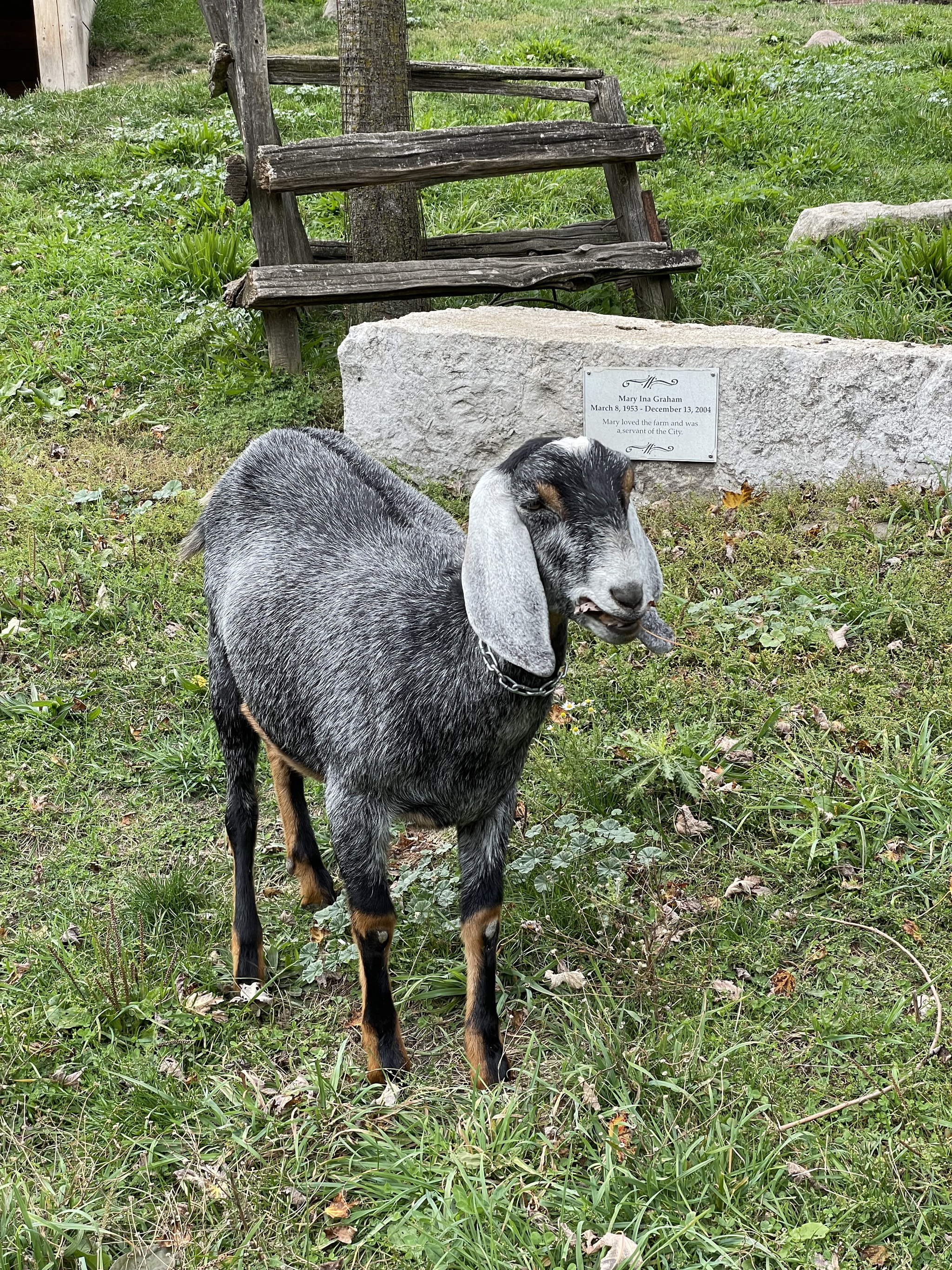 Goats at Riverdale Farm