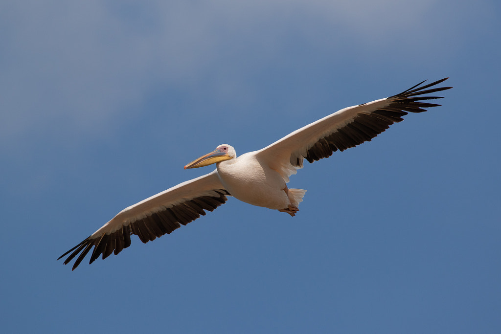 Pelican in the Sky by Natalia Rublina / 500px