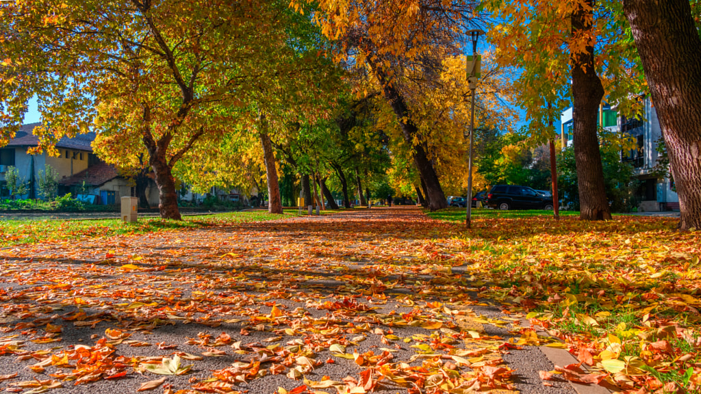 Leaves covered alley in the park by Milen Mladenov on 500px.com