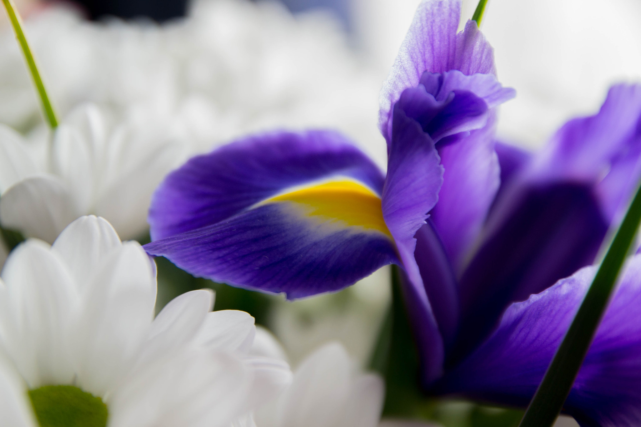 Purple iris flower with white background.