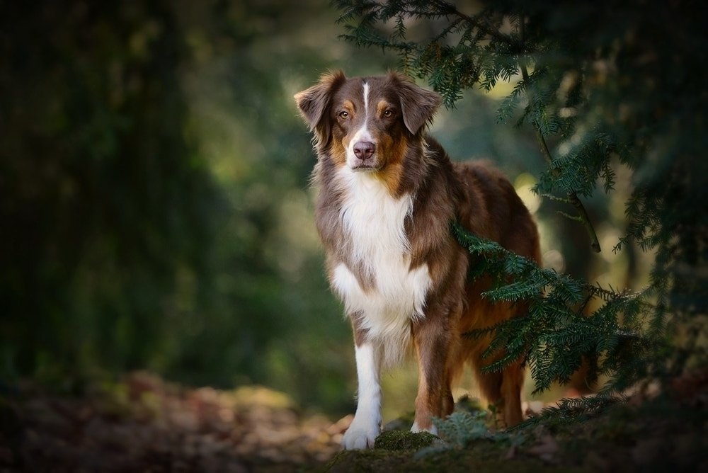 *in the woods* by Ines Fuchs / 500px