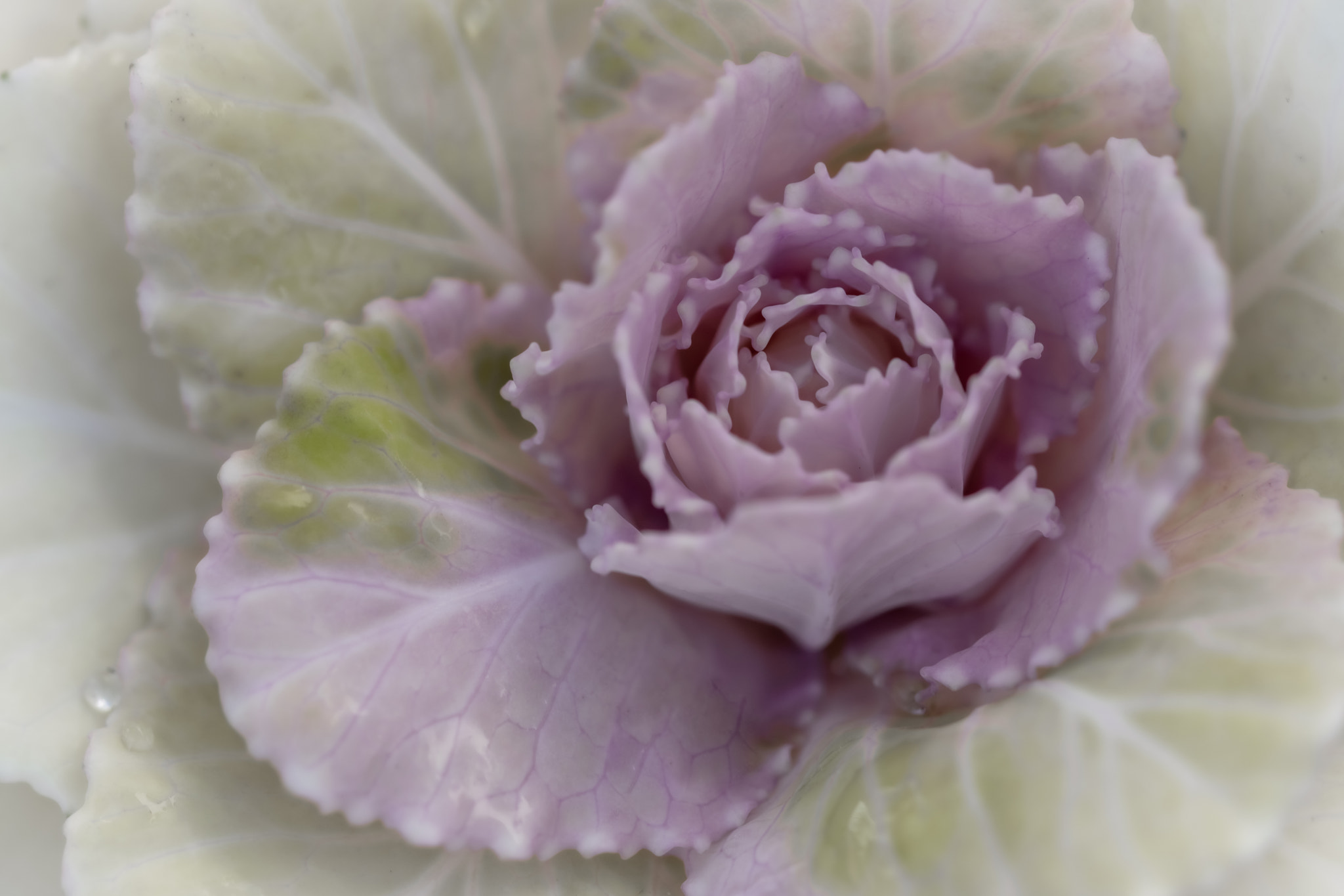 The unusual elegance of the Cabbage Rose