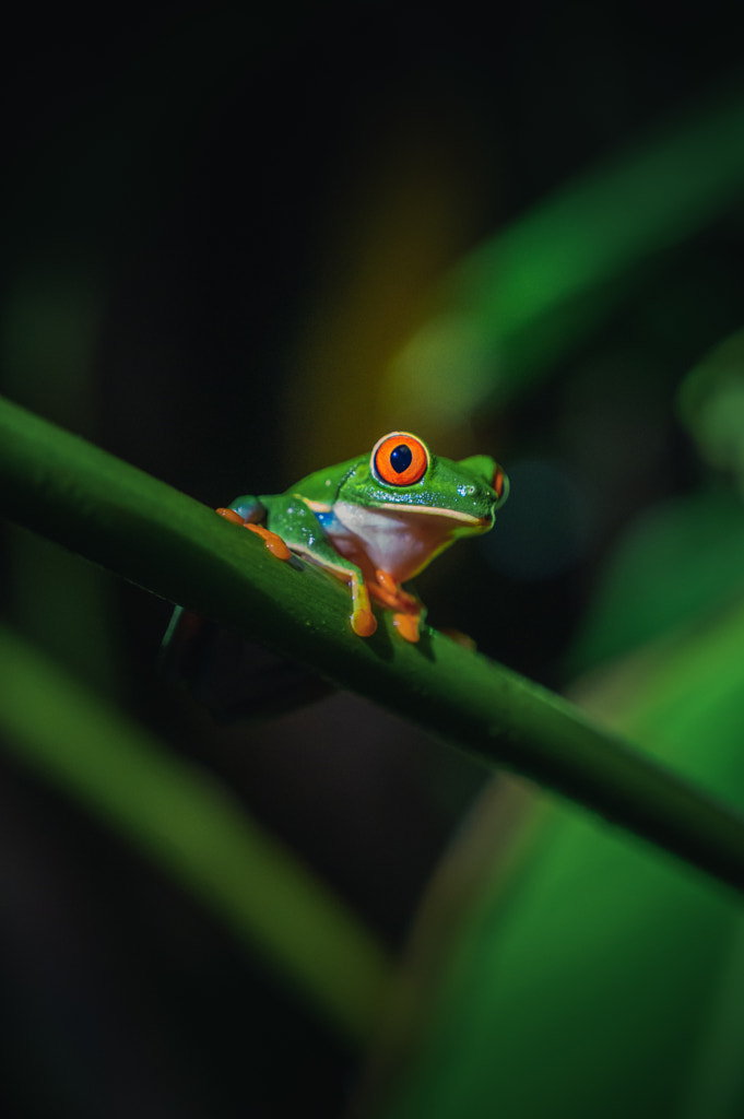 Rana verde Costa Rica par Jesús FCS sur 500px.com