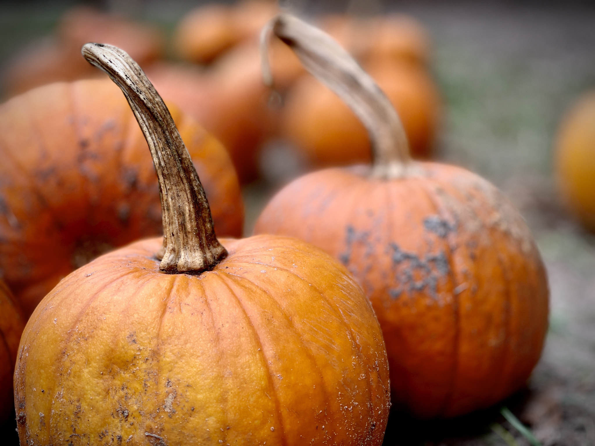 Curves of Autumn, Seasonal Nature Study