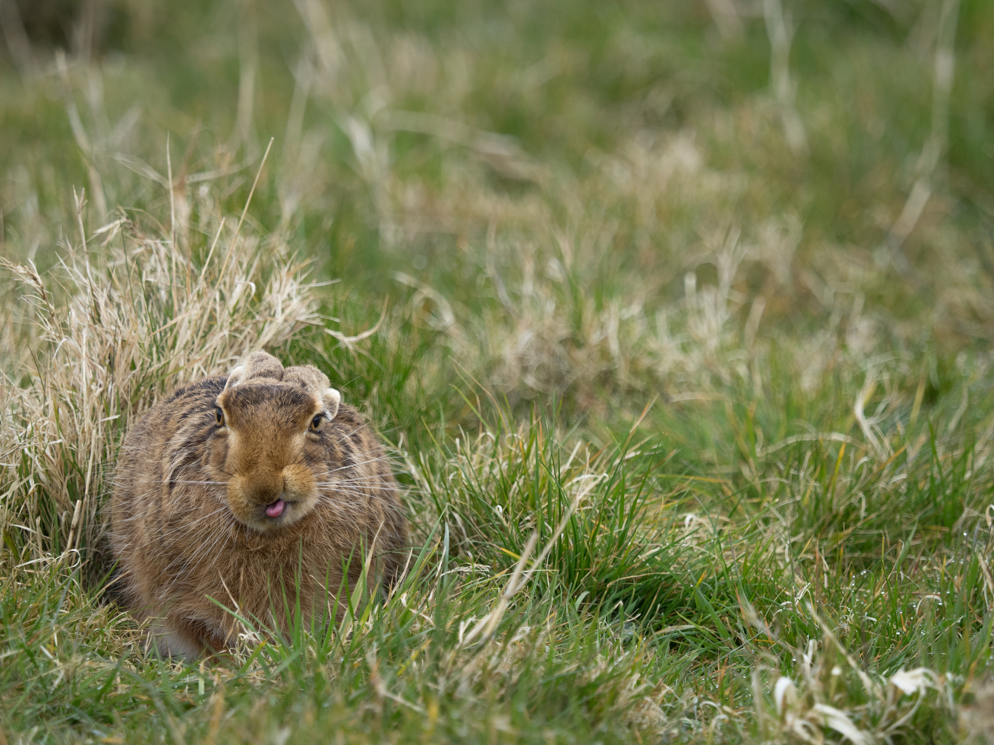Olympus OM-D E-M1 + Olympus M.Zuiko Digital ED 40-150mm F2.8 Pro sample photo. Cheeky hare photography