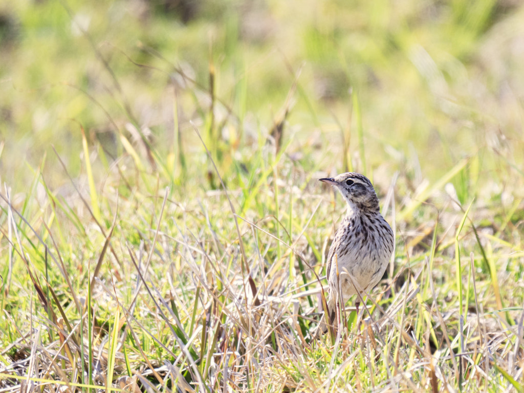 Waradjoolon by Paul Amyes on 500px.com