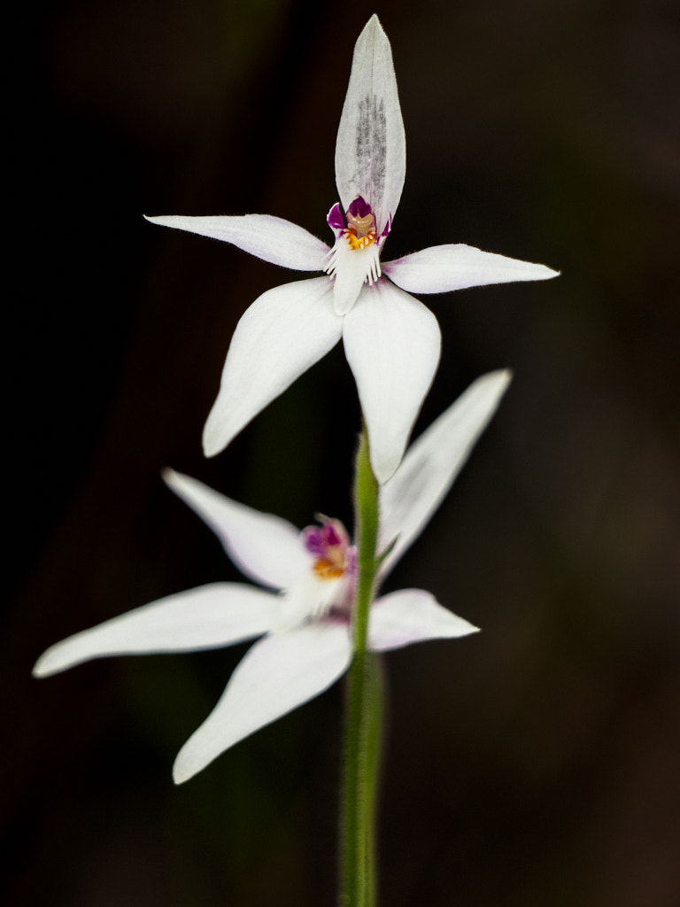 Pink Fairies Orchid by Paul Amyes on 500px.com