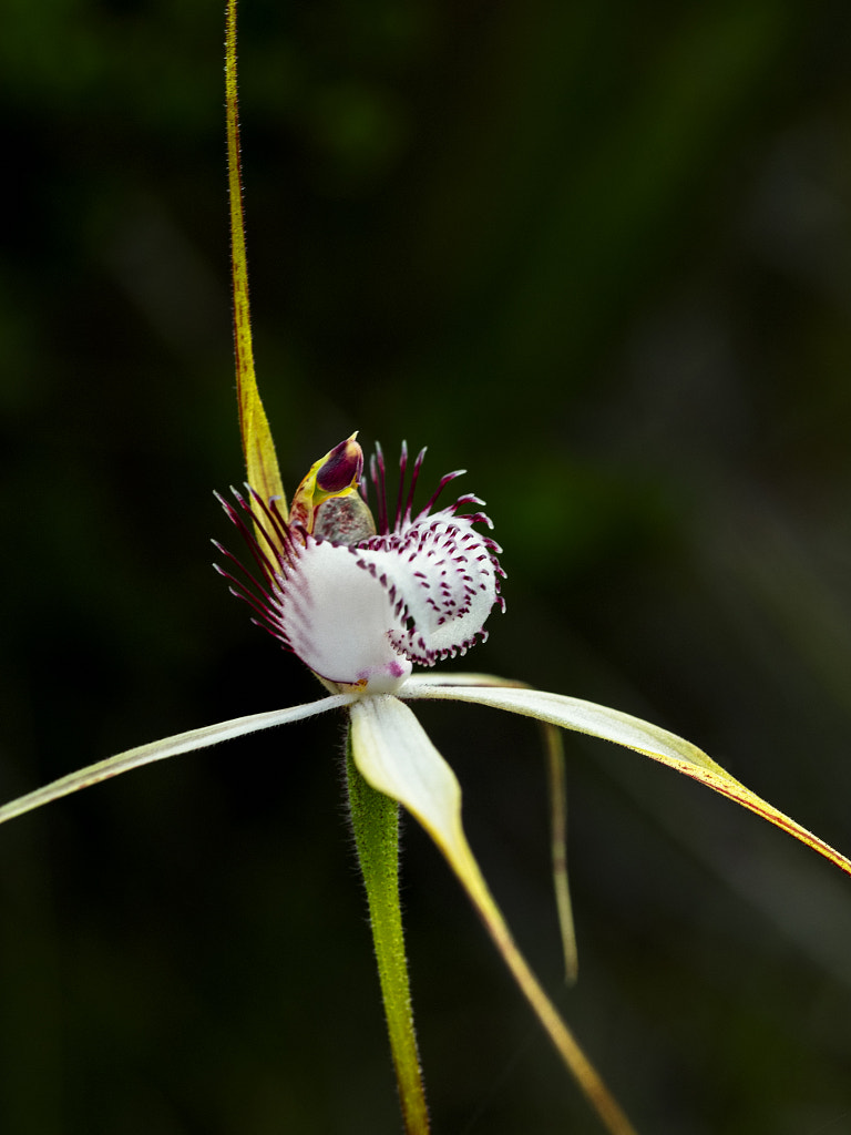 Lodge's Spider Orchid by Paul Amyes on 500px.com