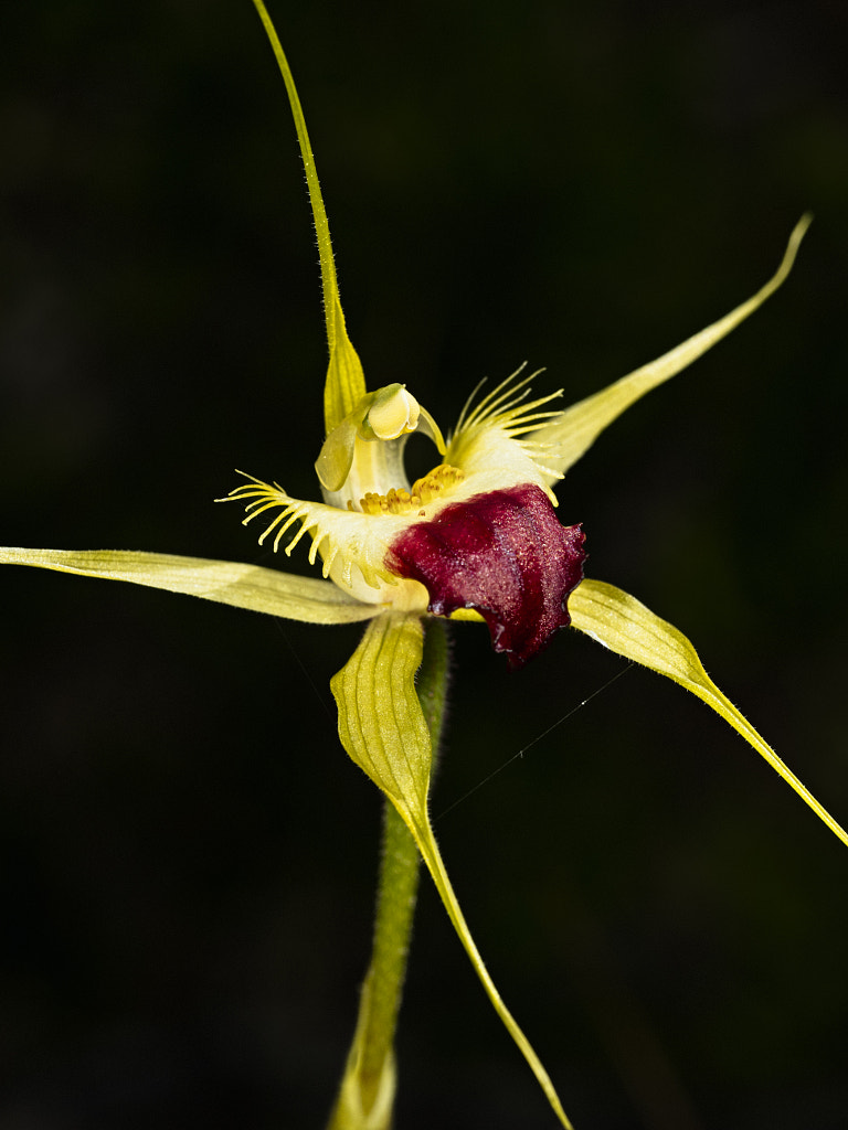 Funnel-tipped Spider Orchid by Paul Amyes on 500px.com