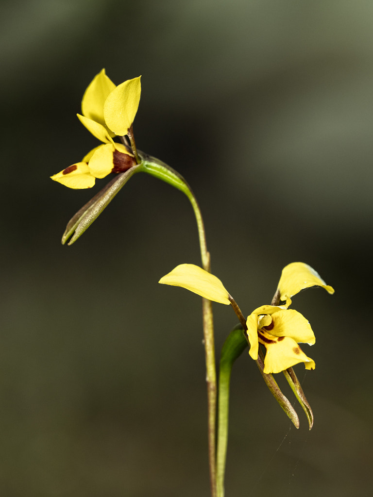 Augusta Bee Orchid by Paul Amyes on 500px.com