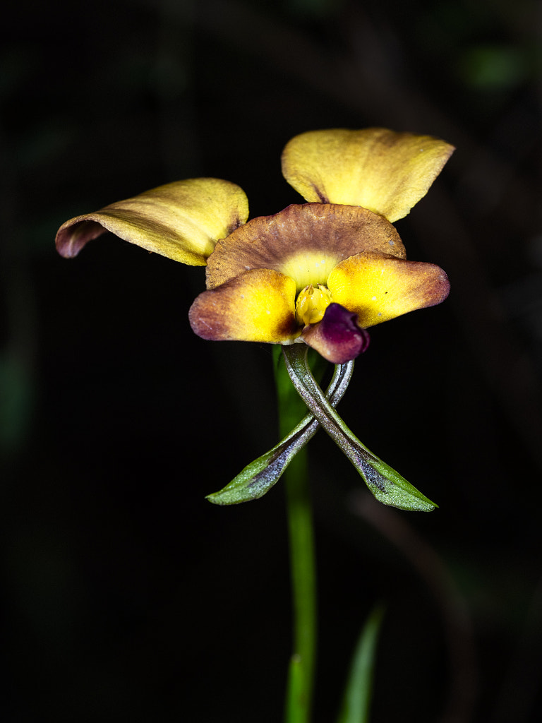 Dusborough Donkey Orchid by Paul Amyes on 500px.com