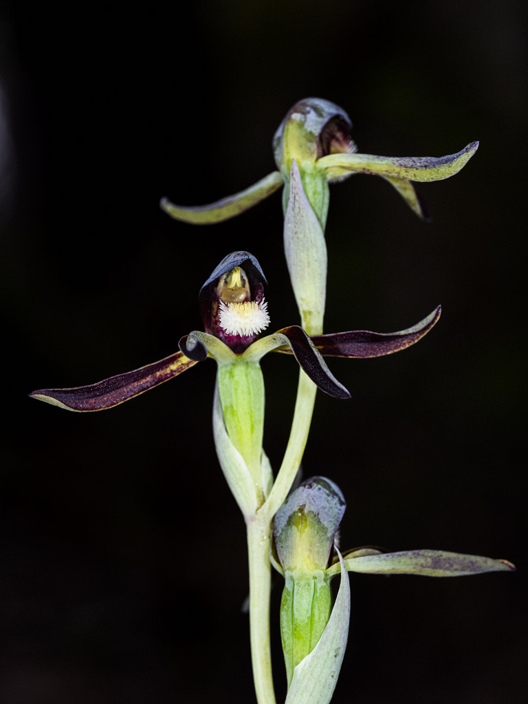 Rattle Beaks by Paul Amyes on 500px.com
