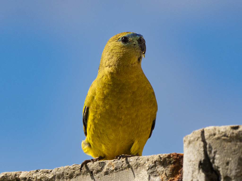 Rock Parrot by Paul Amyes on 500px.com
