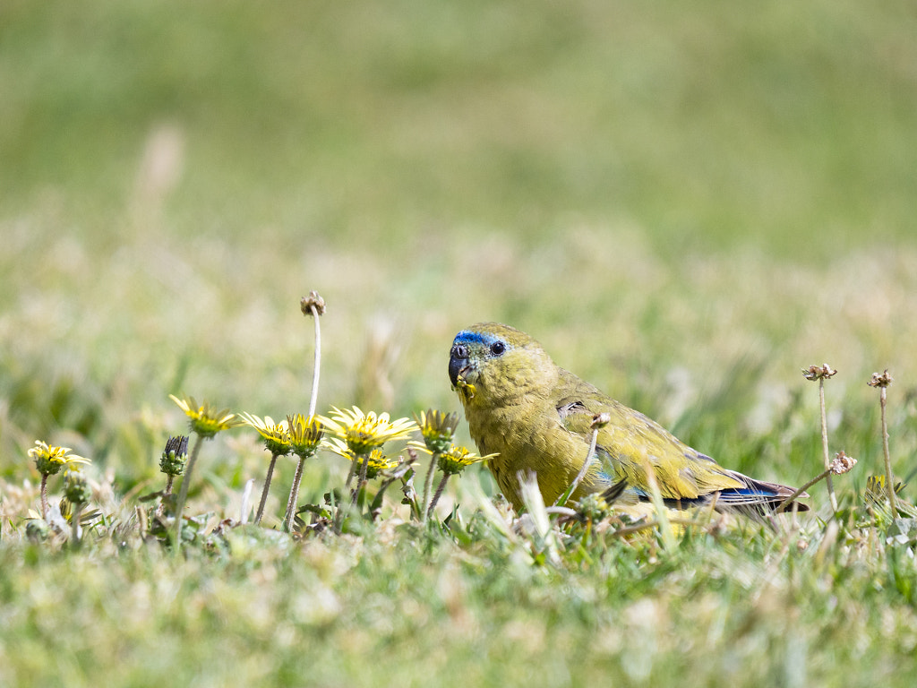 Rock Parrot by Paul Amyes on 500px.com