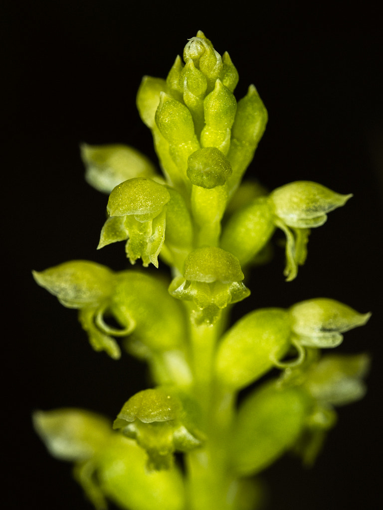 Swamp Mignonette Orchid by Paul Amyes on 500px.com