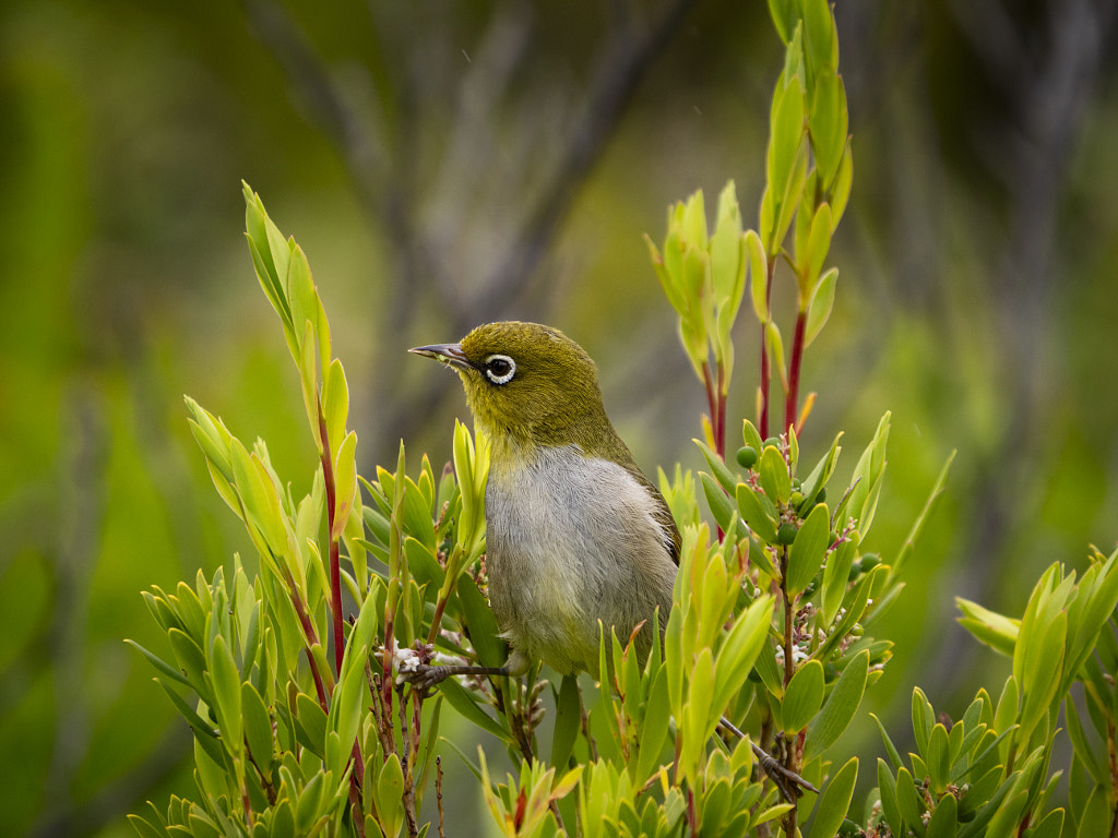 Doolor by Paul Amyes on 500px.com