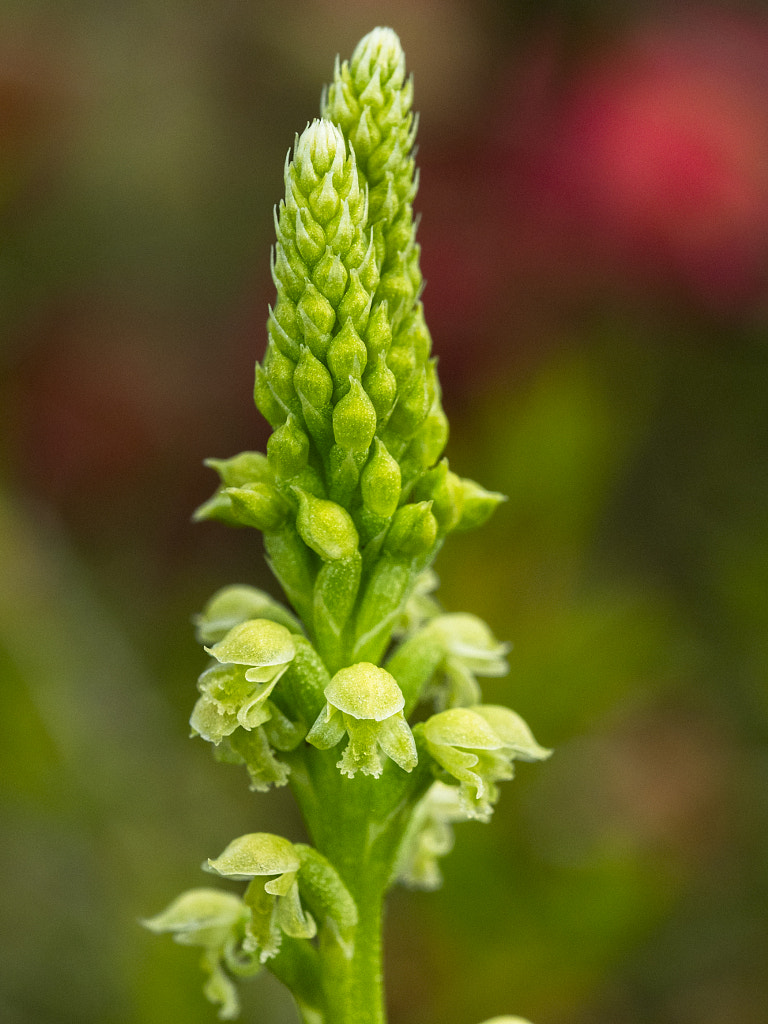 Common Mignonette Orchid by Paul Amyes on 500px.com