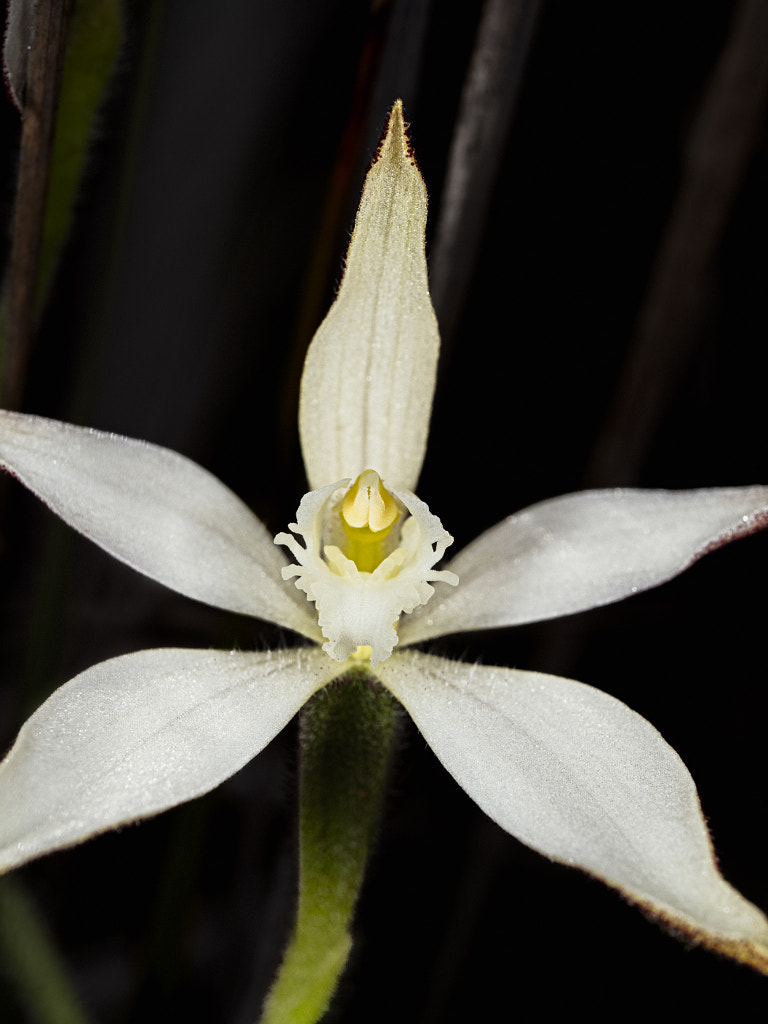 White Fairy Orchid by Paul Amyes on 500px.com