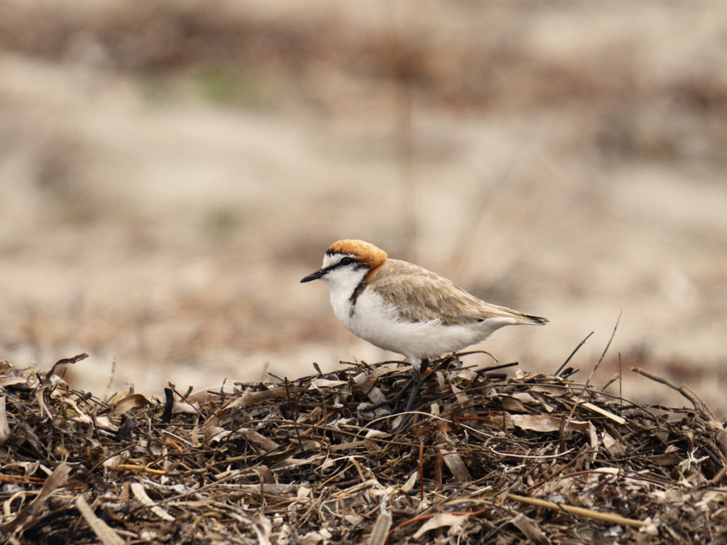 Red-capped Plover by Paul Amyes on 500px.com