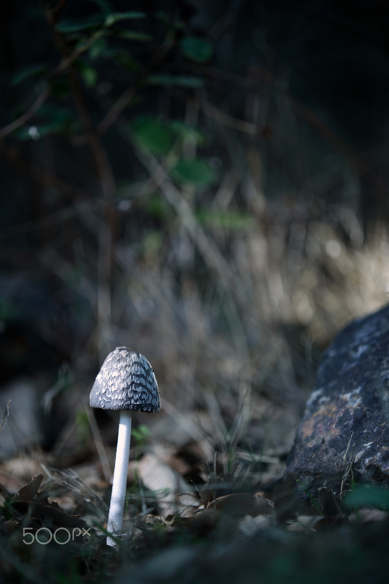 a young coprinus