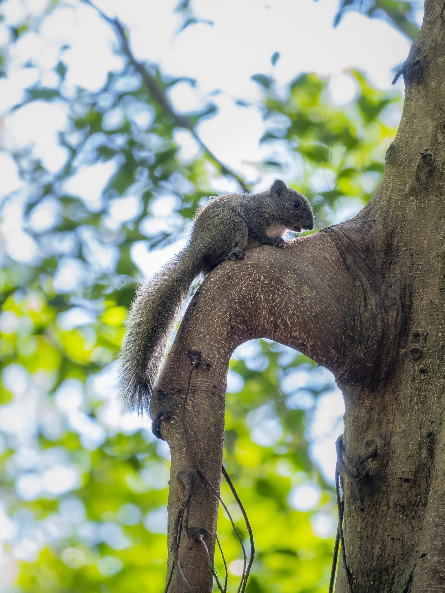 Callosciurus erythraeus 赤腹松鼠