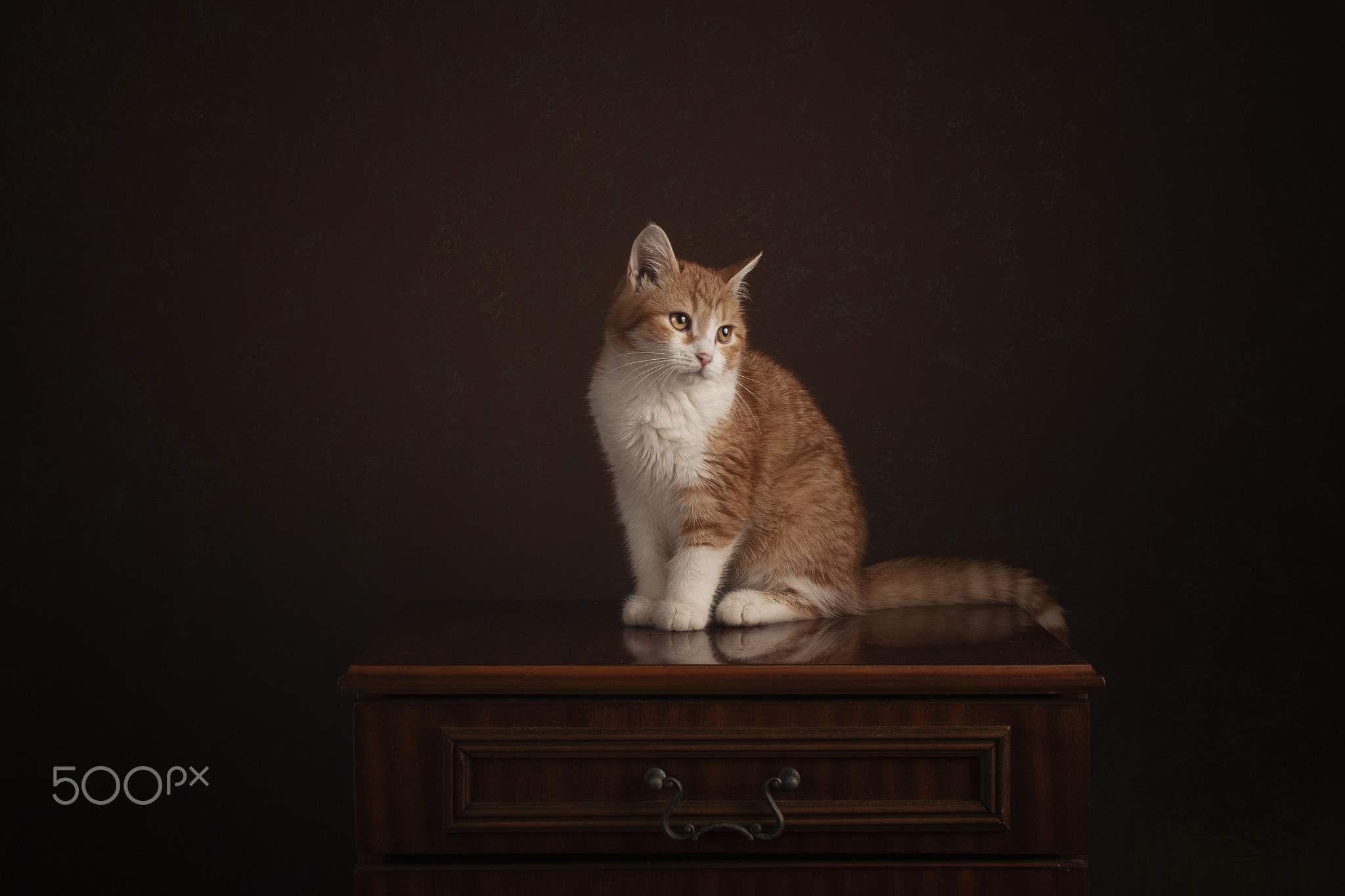 kitten on a wooden bedside table