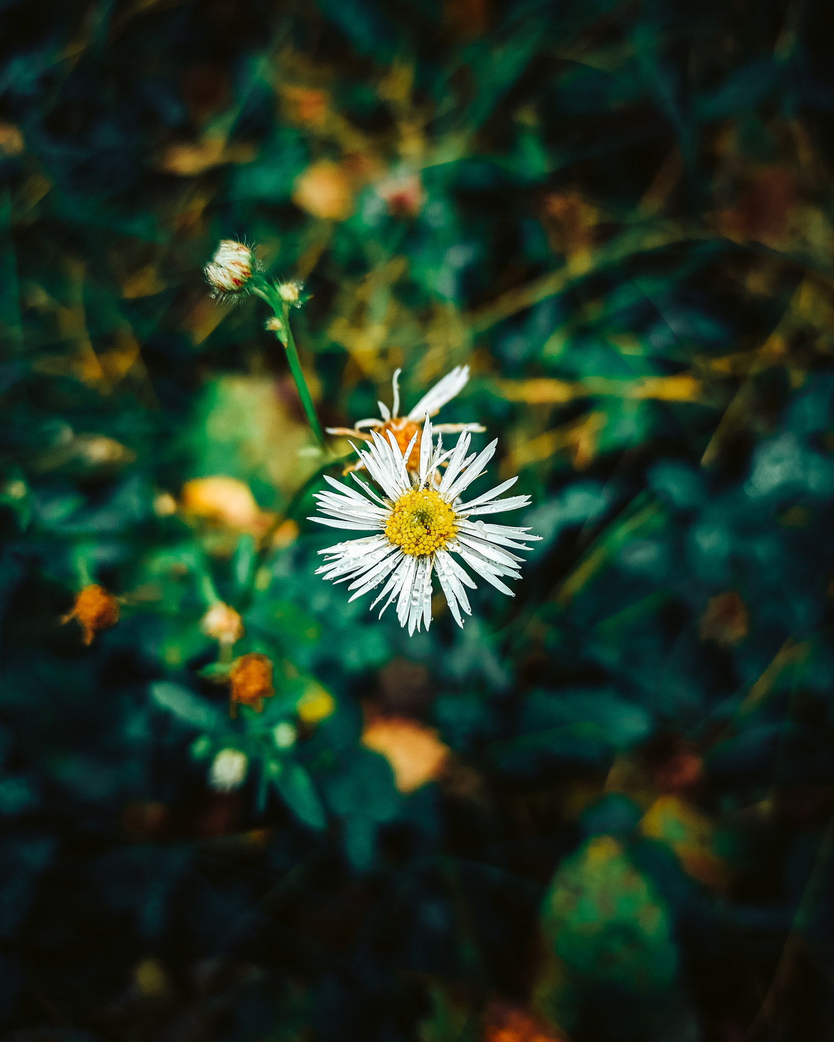 Nature