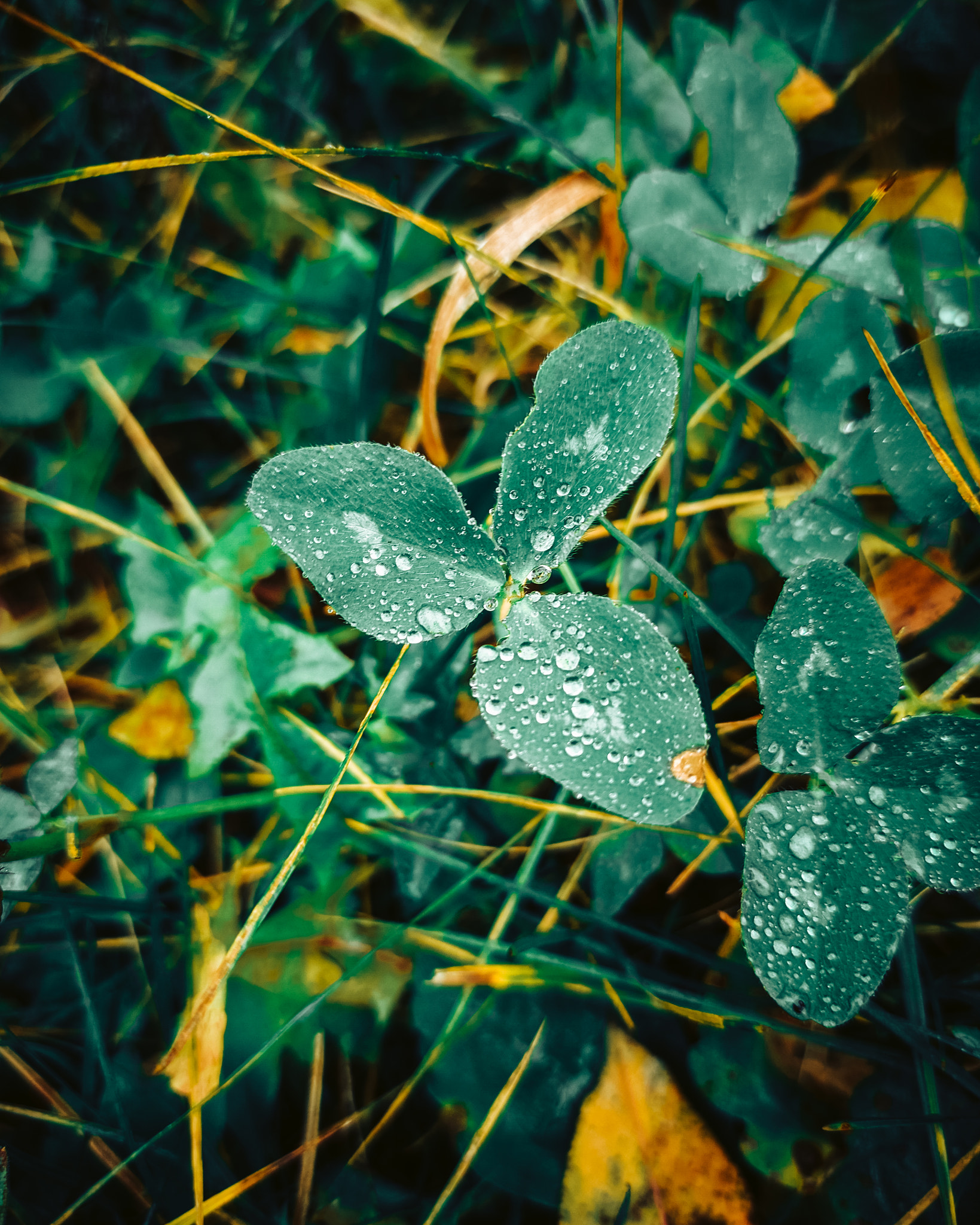 Nature