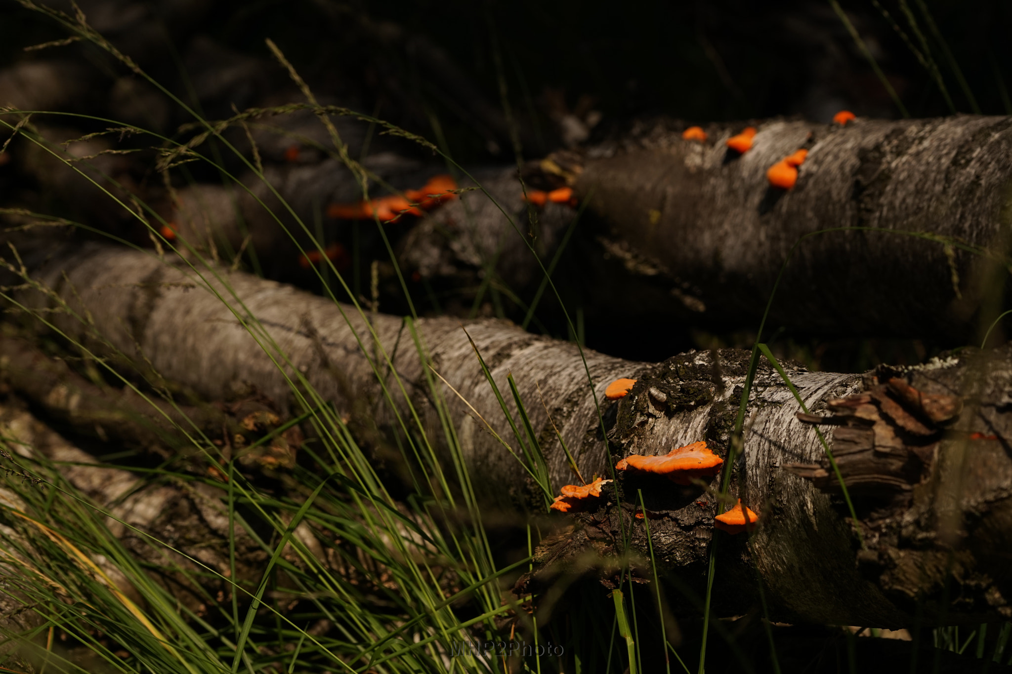 Fungi on birch log by Maurice van de Pas on 500px.com