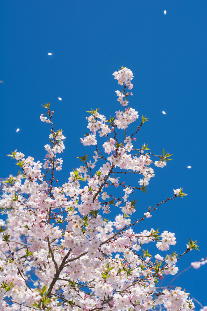 Scent of Spring, Blooming Cherry Blossom by kunthika panyawuthikrai / 500px