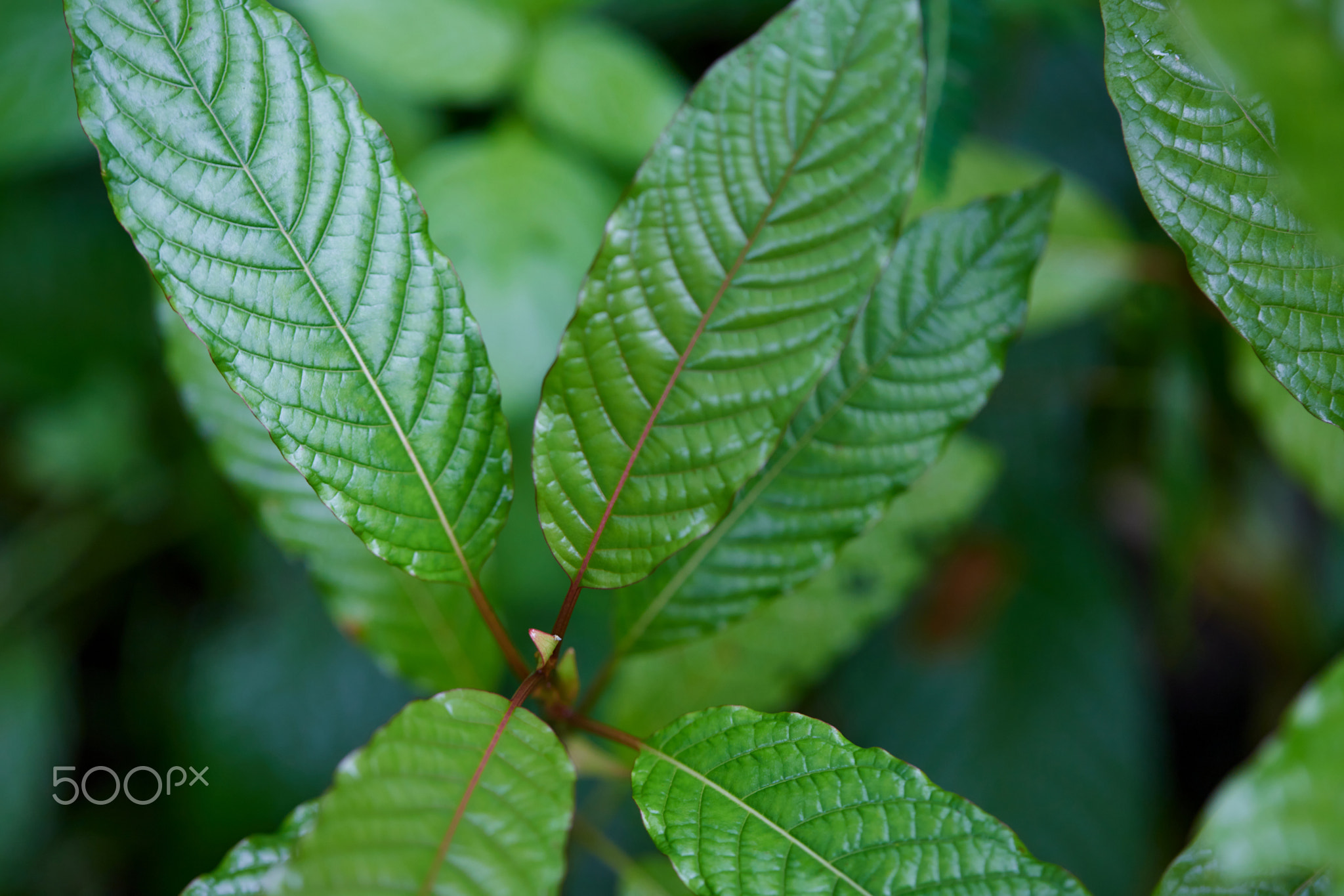 Close-up view of mitragyna speciosa or Kratom leaves with dew drop