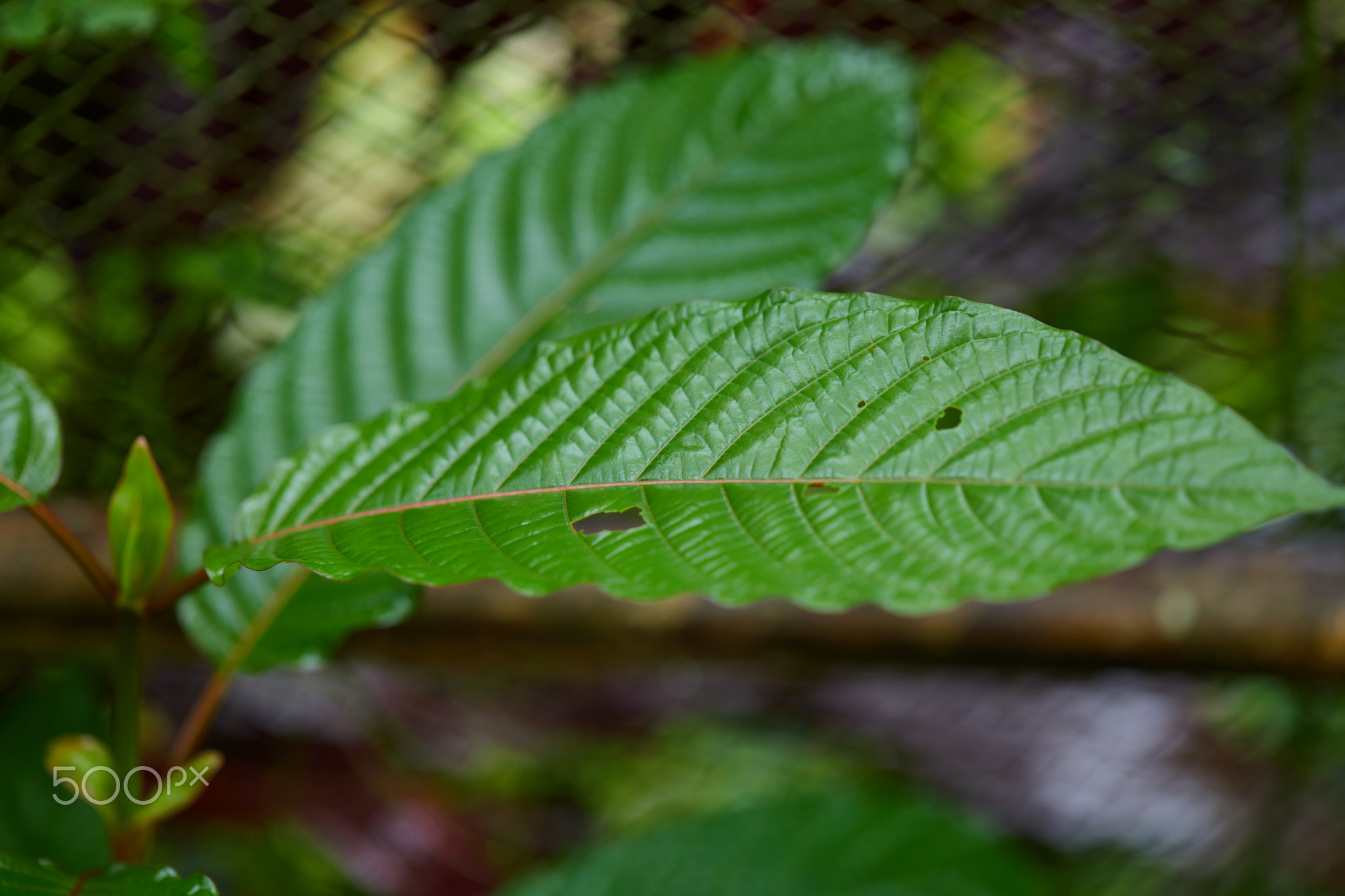 Close-up view of mitragyna speciosa or Kratom leaves with dew drop