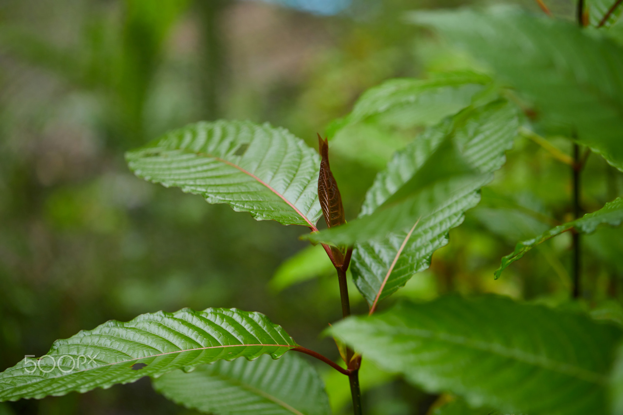 Close-up view of mitragyna speciosa or Kratom leaves with dew drop