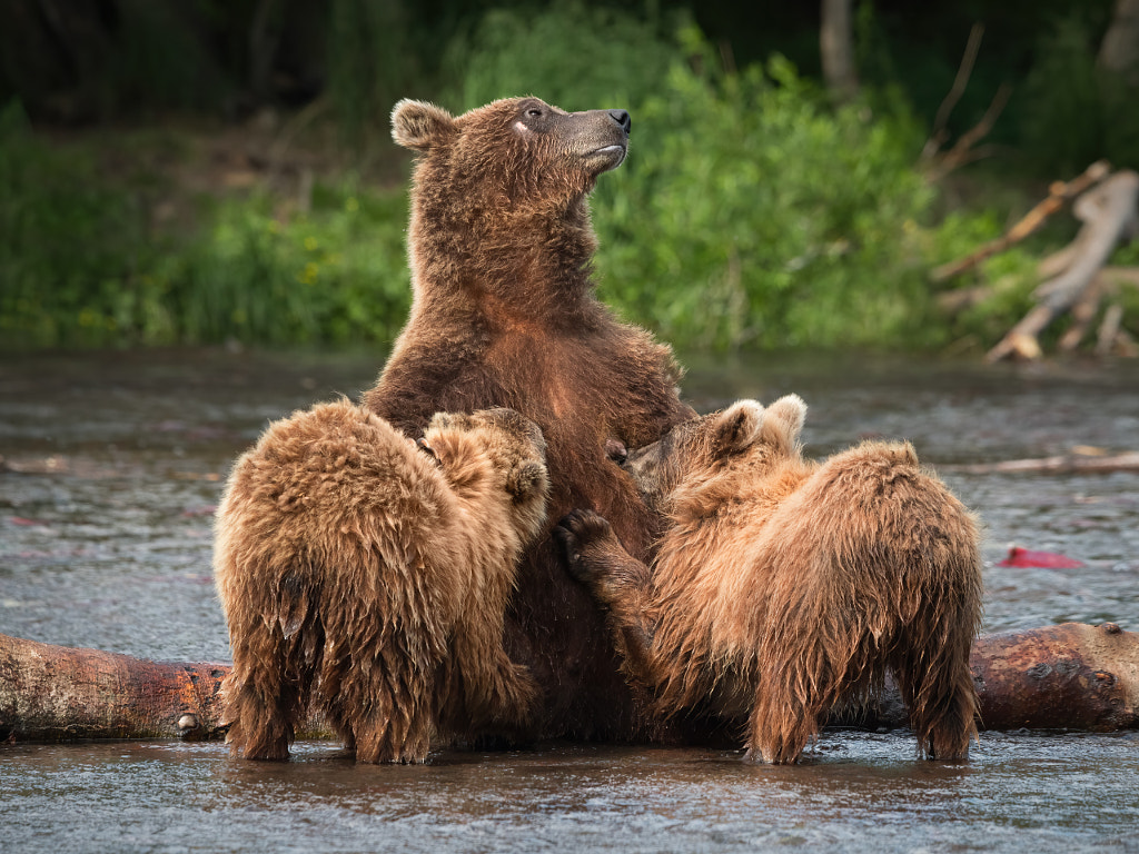 A Moment Of Bearish Love And Tenderness By Sergey Aleshchenko   500px