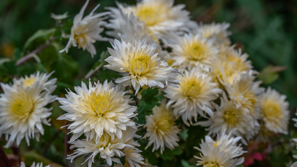 White autumn flower by Milen Mladenov on 500px.com