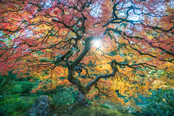 The Tree  by Aaron Wilson on 500px.com