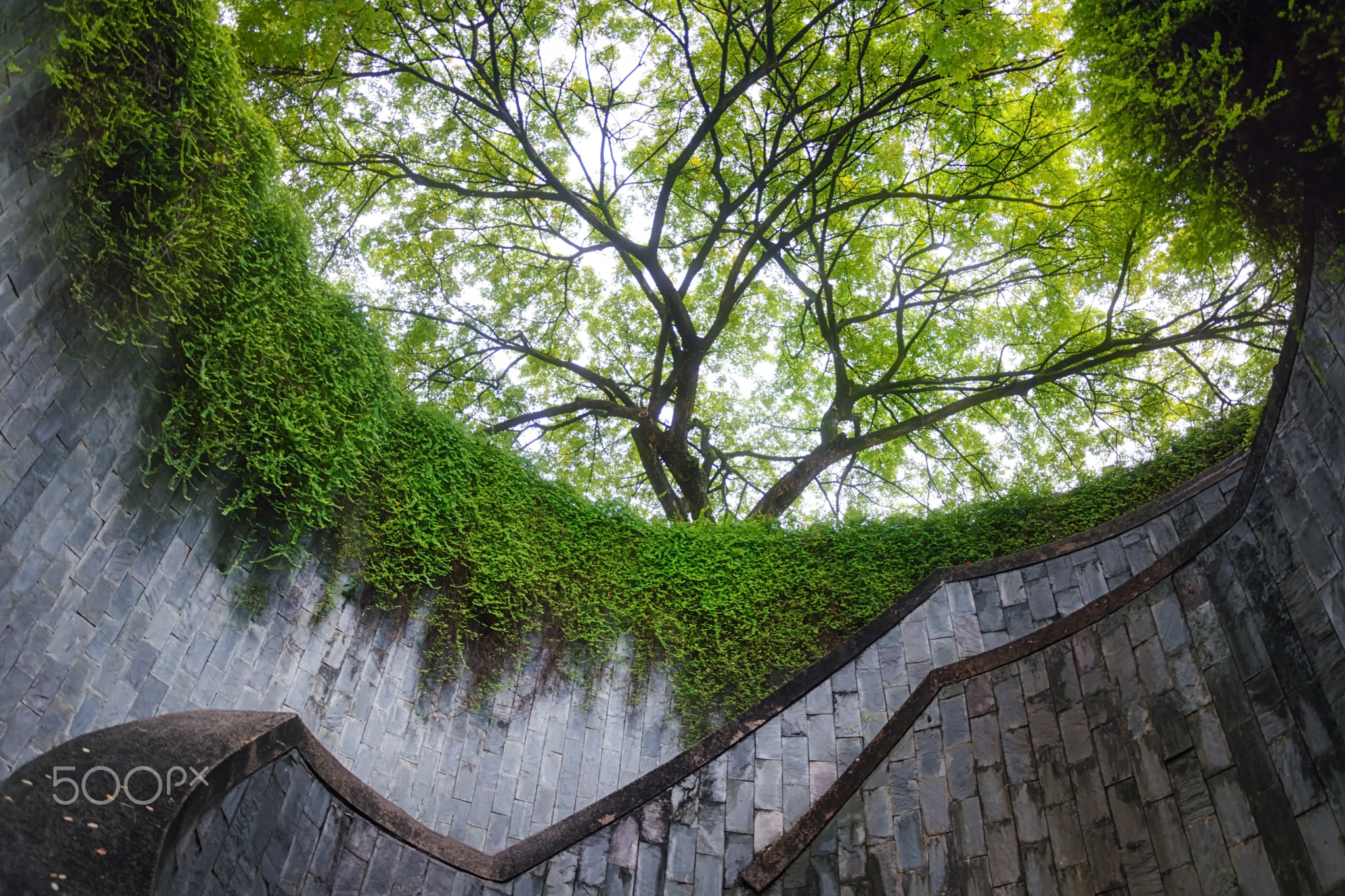 Tree Tunnel at Fort Canning Park