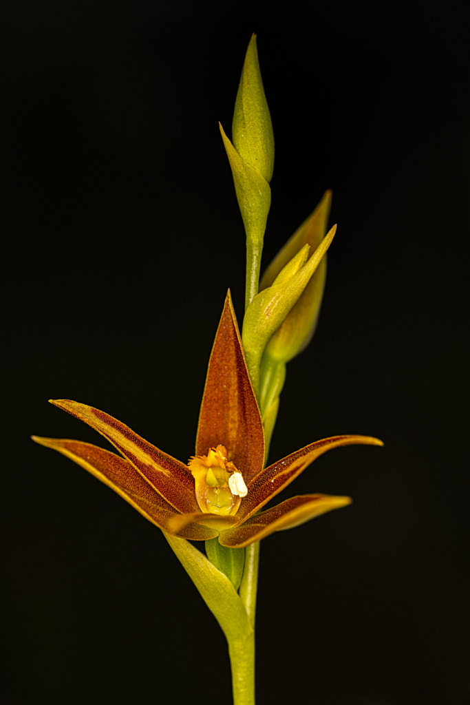 York Sun Orchid by Paul Amyes on 500px.com