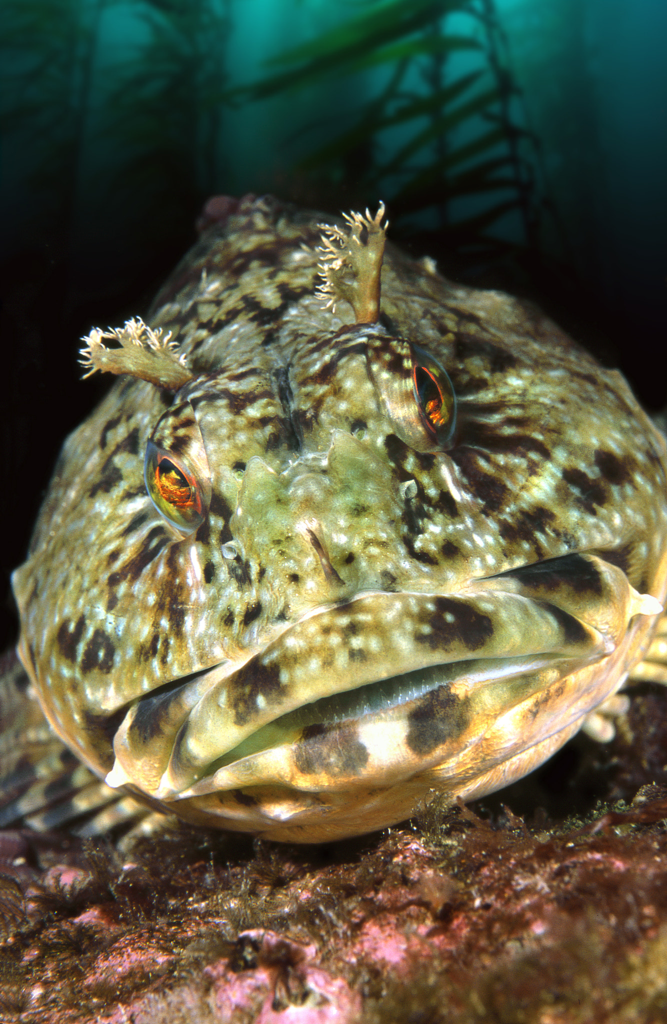 Colors of life in the deep sea