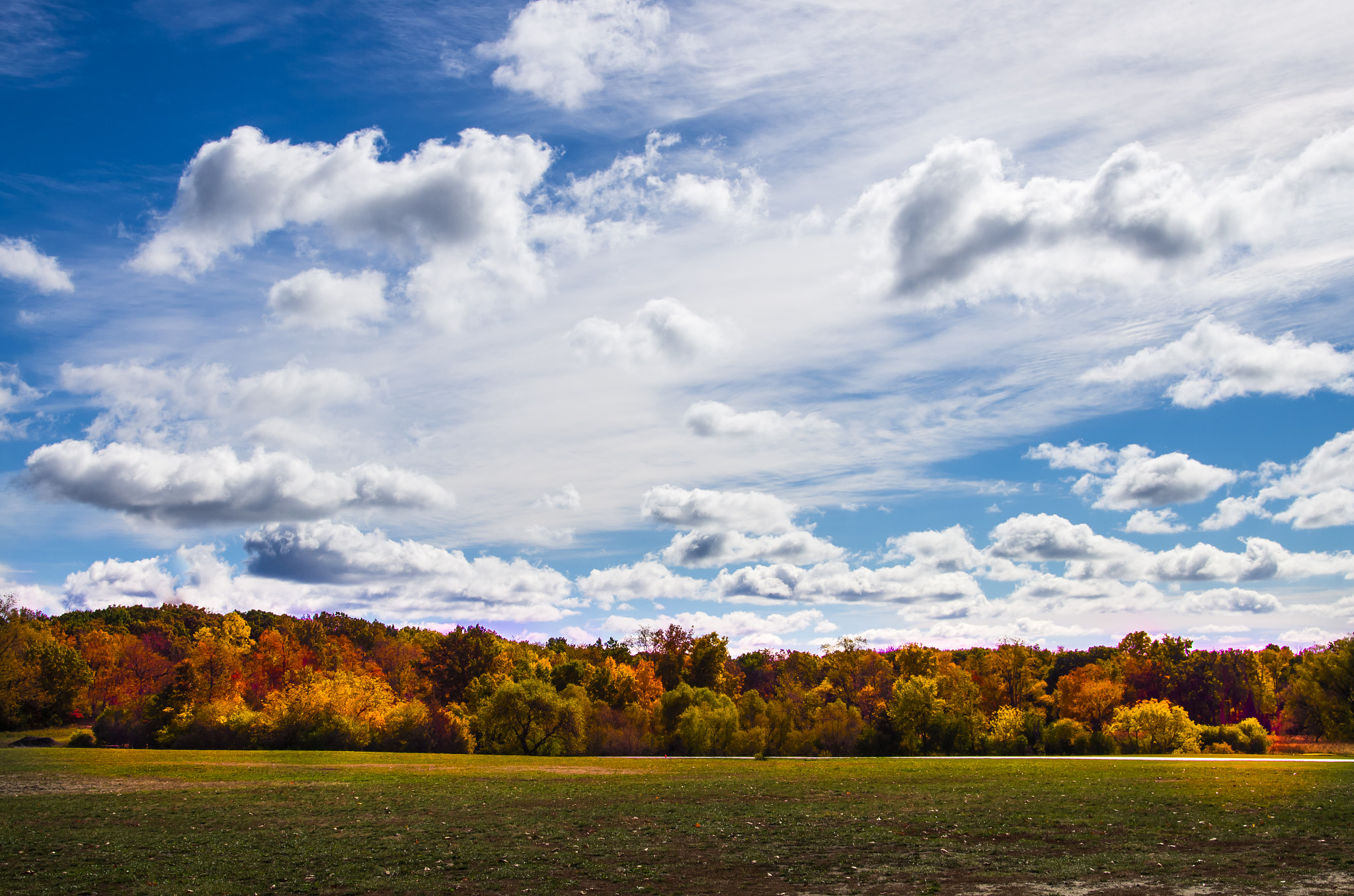 Autumn Tree Line