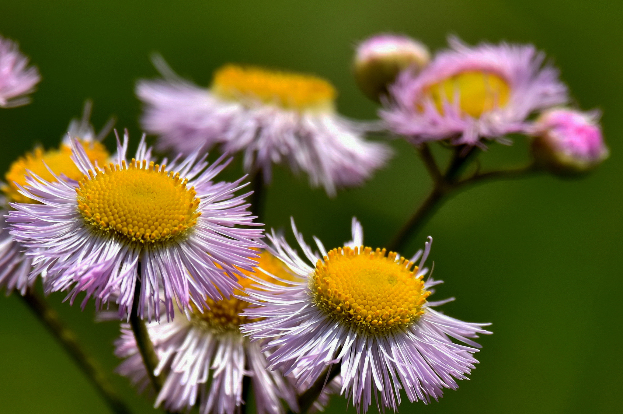 Nikon Nikkor AF-S 300mm F4E PF ED VR sample photo. Bloom philadelphia fleabane photography