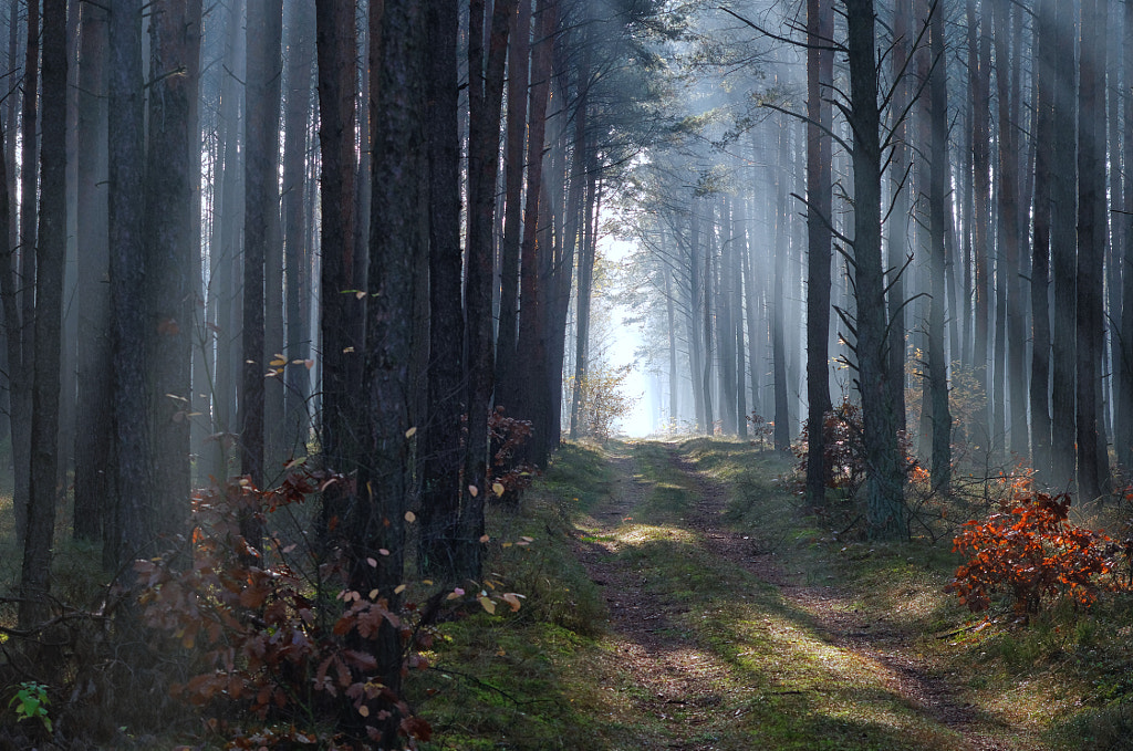 Autumnal Picture From the Forest by Aleksander galex Grzelak / 500px