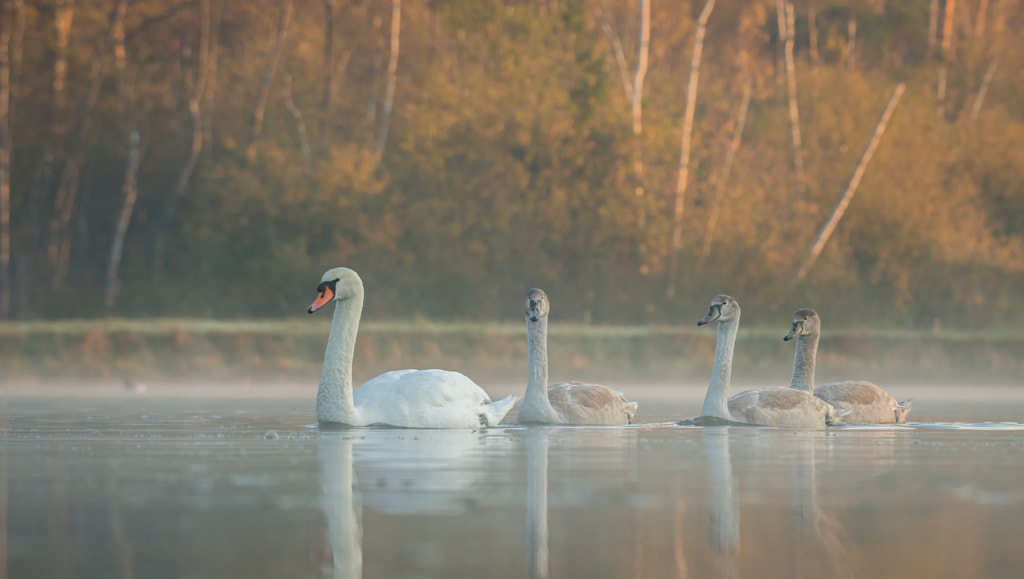 four swans in a row by Dirk Van Geel on 500px.com