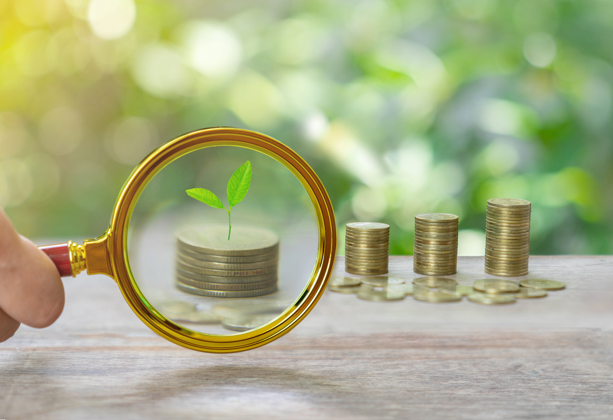 Concept of start growing tree on coin stack magnifi zoom.