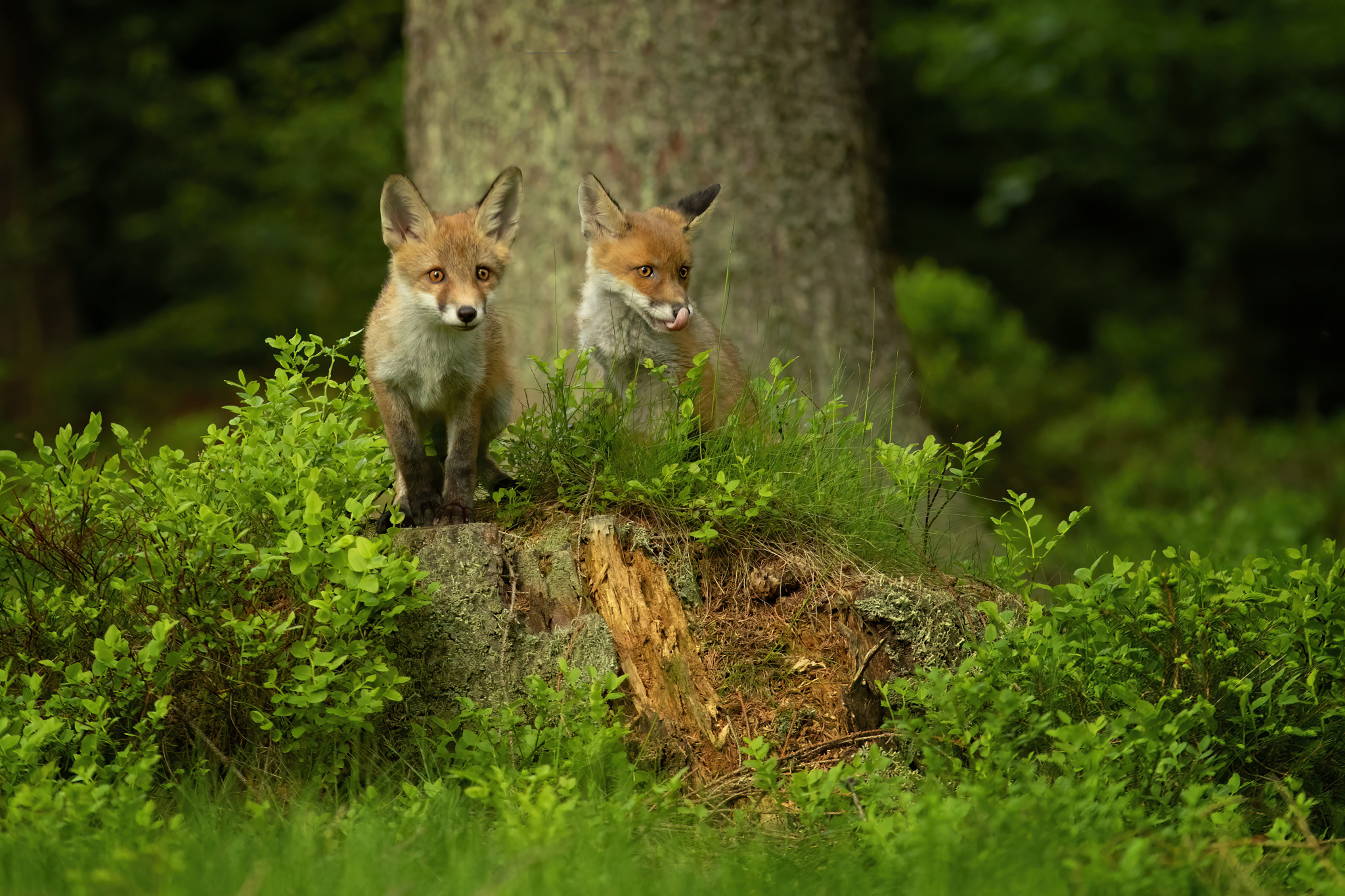 v2?sig=84435c6117fecd390fb6c6b692dc2e90f40cffde8efd834adf328bb89cdf06b3