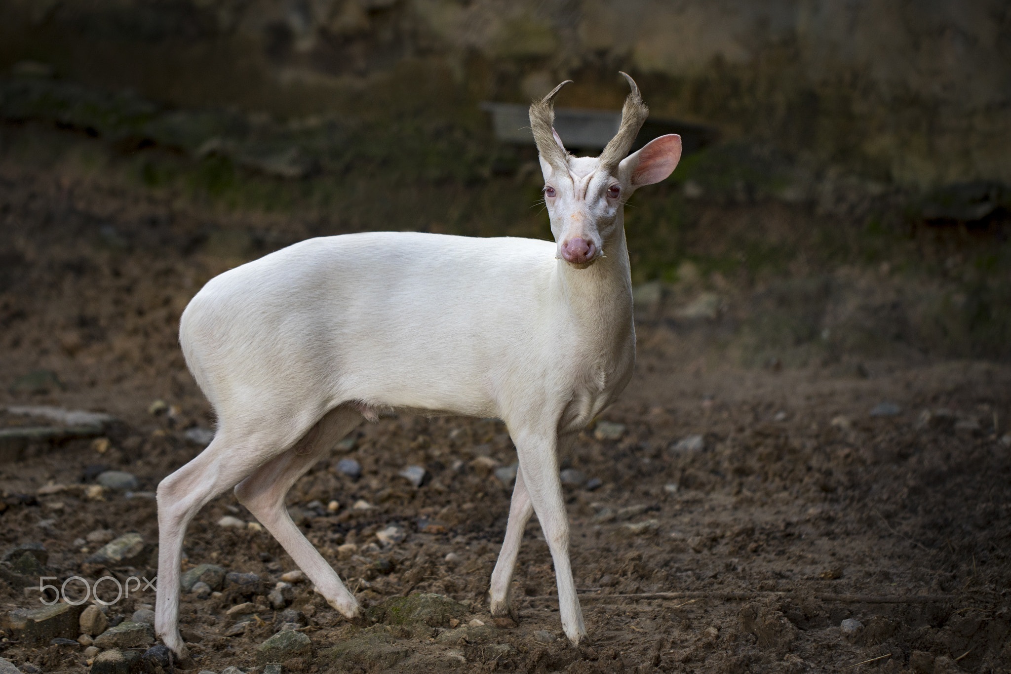 Image of an albino barking deer on nature background. Wild animals.